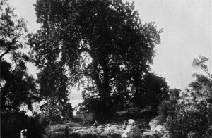 Pascha-Quelle mit der großen Platane, nördlich von Nidri, von N.